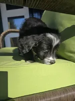 Fidget, a female Australian Shepherd and Miniature Goldendoodle for sale in Orleans, IN – Photo 8 of 10