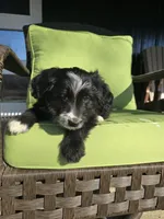 Fidget, a female Australian Shepherd and Miniature Goldendoodle for sale in Orleans, IN – Photo 5 of 10