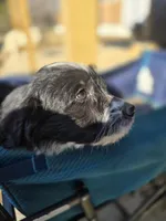 Fidget, a female Australian Shepherd and Miniature Goldendoodle for sale in Orleans, IN – Photo 9 of 10