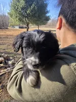 Fidget, a female Australian Shepherd and Miniature Goldendoodle for sale in Orleans, IN – Photo 6 of 10