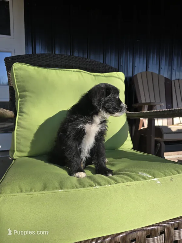 Fidget – Australian Shepherd, Miniature Goldendoodle puppy for sale in Orleans, IN