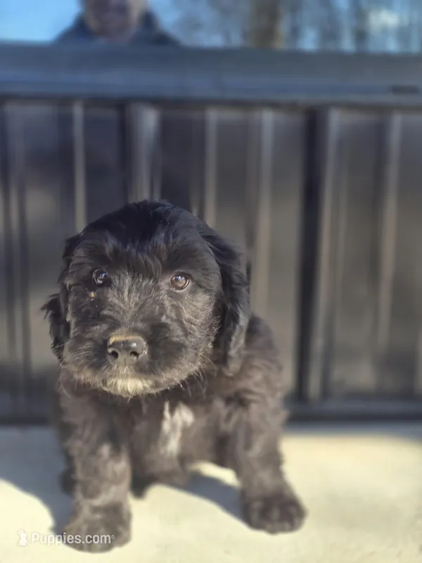 Mrs Goatee – Australian Shepherd, Miniature Goldendoodle puppy for sale in Orleans, IN