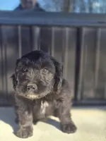 Mrs Goatee, a female Australian Shepherd and Miniature Goldendoodle for sale in Orleans, IN – Photo 7 of 10