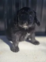 Mrs Goatee, a female Australian Shepherd and Miniature Goldendoodle for sale in Orleans, IN – Photo 10 of 10