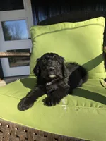 Mrs Goatee, a female Australian Shepherd and Miniature Goldendoodle for sale in Orleans, IN – Photo 4 of 10