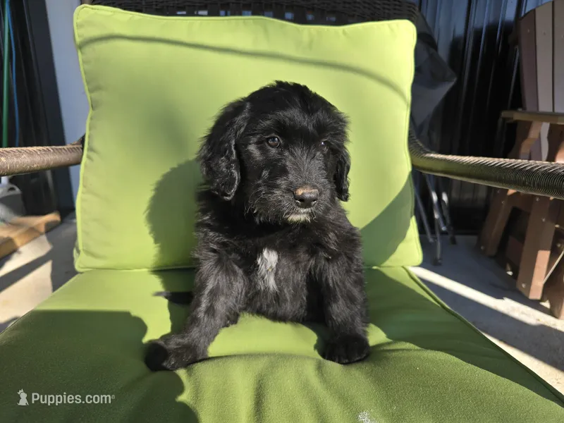 Mrs Goatee – Australian Shepherd, Miniature Goldendoodle puppy for sale in Orleans, IN