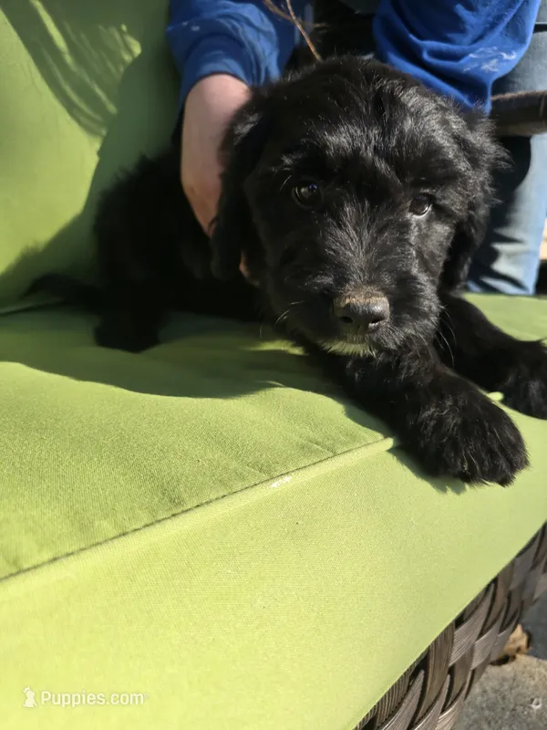 Mrs Goatee – Australian Shepherd, Miniature Goldendoodle puppy for sale in Orleans, IN