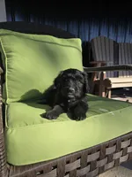 Mrs Goatee, a female Australian Shepherd and Miniature Goldendoodle for sale in Orleans, IN – Photo 6 of 10