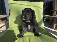 Mrs Goatee, a female Australian Shepherd and Miniature Goldendoodle for sale in Orleans, IN – Photo 2 of 10