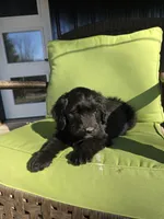 Mrs Goatee, a female Australian Shepherd and Miniature Goldendoodle for sale in Orleans, IN – Photo 5 of 10