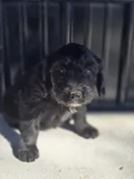 Mrs Goatee, a female Australian Shepherd and Miniature Goldendoodle for sale in Orleans, IN – Photo 9 of 10