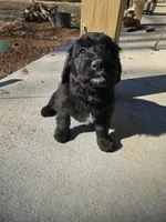 Mrs Goatee, a female Australian Shepherd and Miniature Goldendoodle for sale in Orleans, IN – Photo 8 of 10