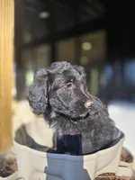 Mr Goatee, a male Australian Shepherd and Miniature Goldendoodle for sale in Orleans, IN – Photo 7 of 7