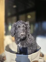 Mr Goatee, a male Australian Shepherd and Miniature Goldendoodle for sale in Orleans, IN – Photo 6 of 7