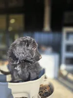 Mr Goatee, a male Australian Shepherd and Miniature Goldendoodle for sale in Orleans, IN – Photo 3 of 7