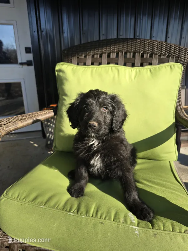 Mr Goatee – Australian Shepherd, Miniature Goldendoodle puppy for sale in Orleans, IN
