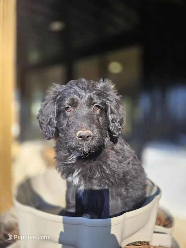 Mr Goatee – Australian Shepherd, Miniature Goldendoodle puppy for sale in Orleans, IN