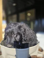 Mr Goatee, a male Australian Shepherd and Miniature Goldendoodle for sale in Orleans, IN – Photo 2 of 7