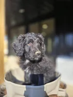 Mr Goatee, a male Australian Shepherd and Miniature Goldendoodle for sale in Orleans, IN – Photo 5 of 7