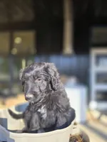 Mr Goatee, a male Australian Shepherd and Miniature Goldendoodle for sale in Orleans, IN – Photo 4 of 7