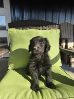 Cash, a male Australian Shepherd and Miniature Goldendoodle for sale in Orleans, IN – Photo 2 of 10