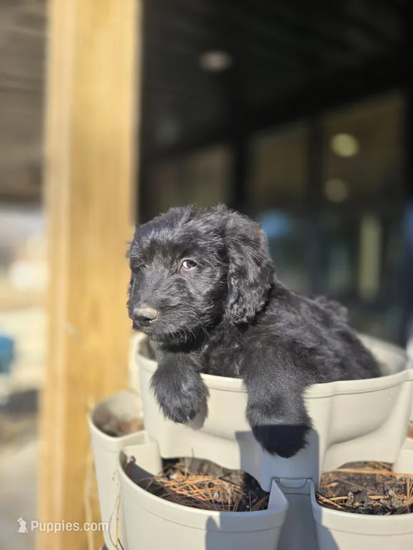 Cash – Australian Shepherd, Miniature Goldendoodle puppy for sale in Orleans, IN