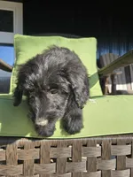 Cash, a male Australian Shepherd and Miniature Goldendoodle for sale in Orleans, IN – Photo 5 of 10