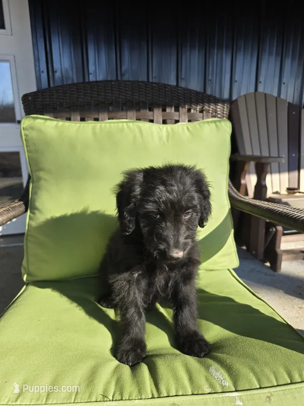 Cash – Australian Shepherd, Miniature Goldendoodle puppy for sale in Orleans, IN