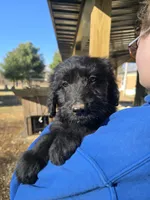 Cash, a male Australian Shepherd and Miniature Goldendoodle for sale in Orleans, IN – Photo 4 of 10