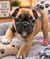 Fay, a female French Bulldog for sale in Saint Petersburg, FL – 1 of 1