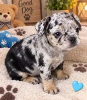 Blaze, a male French Bulldog for sale in Saint Petersburg, FL – 1 of 1