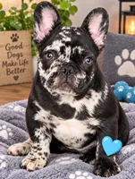 Blackie, a male French Bulldog for sale in Saint Petersburg, FL – 1 of 1