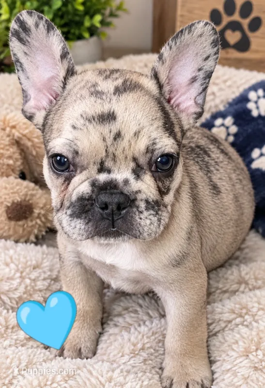 Darla – French Bulldog puppy for sale in Saint Petersburg, FL