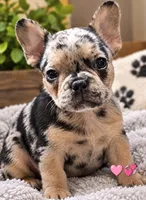 Georgia , a female French Bulldog for sale in Saint Petersburg, FL – 1 of 1
