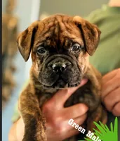 Green collar , a male Bullmastiff for sale in Silver Springs, NV – 1 of 1