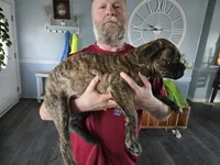 Pink collar , a female Bullmastiff for sale in Silver Springs, NV – 2 of 4