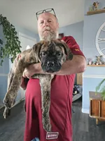 Pink collar , a female Bullmastiff for sale in Silver Springs, NV – 4 of 4