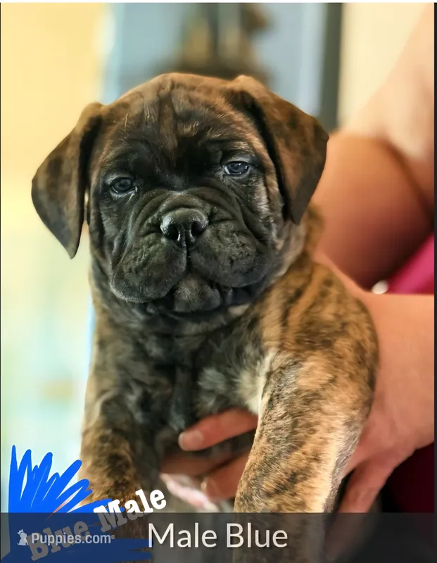 Blue collar  – Bullmastiff puppy for sale in Silver Springs, NV