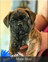 Blue collar , a male Bullmastiff for sale in Silver Springs, NV – 1 of 1