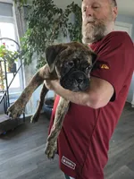 Pink collar , a female Bullmastiff for sale in Silver Springs, NV – 3 of 4