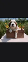 Wrinkles, a female Cavalier King Charles Spaniel for sale in Harris, MN – 1 of 2