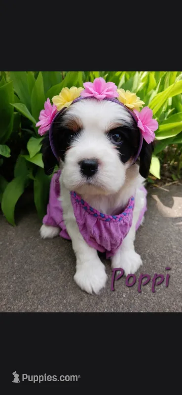 Poppi – Cavalier King Charles Spaniel puppy for sale in Harris, MN