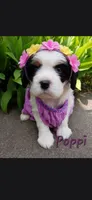 Poppi, a female Cavalier King Charles Spaniel for sale in Harris, MN – 1 of 3
