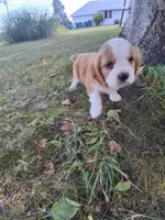 Wrinkles, a female Cavalier King Charles Spaniel for sale in Harris, MN – 2 of 2