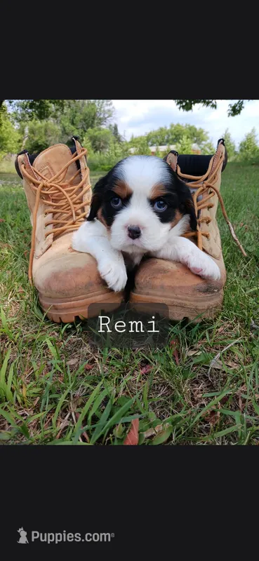 Remi – Cavalier King Charles Spaniel puppy for sale in Harris, MN