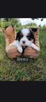 Remi, a male Cavalier King Charles Spaniel for sale in Harris, MN – 1 of 2