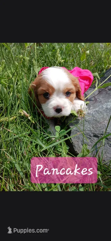 Pancakes – Cavalier King Charles Spaniel puppy for sale in Harris, MN