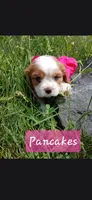Pancakes, a female Cavalier King Charles Spaniel for sale in Harris, MN – 1 of 2