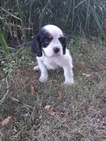 Poppi, a female Cavalier King Charles Spaniel for sale in Harris, MN – 2 of 3