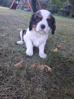 Remi, a male Cavalier King Charles Spaniel for sale in Harris, MN – 2 of 2